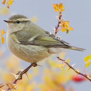 Hume's Warbler